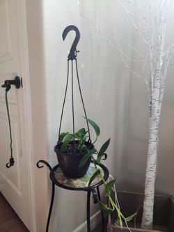 POTHOS WITH HANGING PLANTER