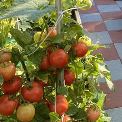 Tomato Plants 