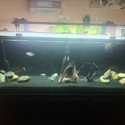 135 Gallon Aquarium 