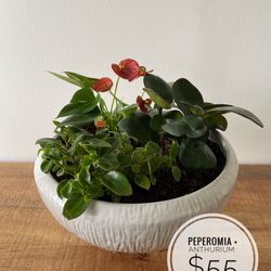 Signature Plants For Sell