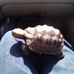 Lawn Ornament Turtle