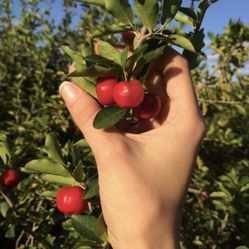 Acerola Barbados Cherry Tree