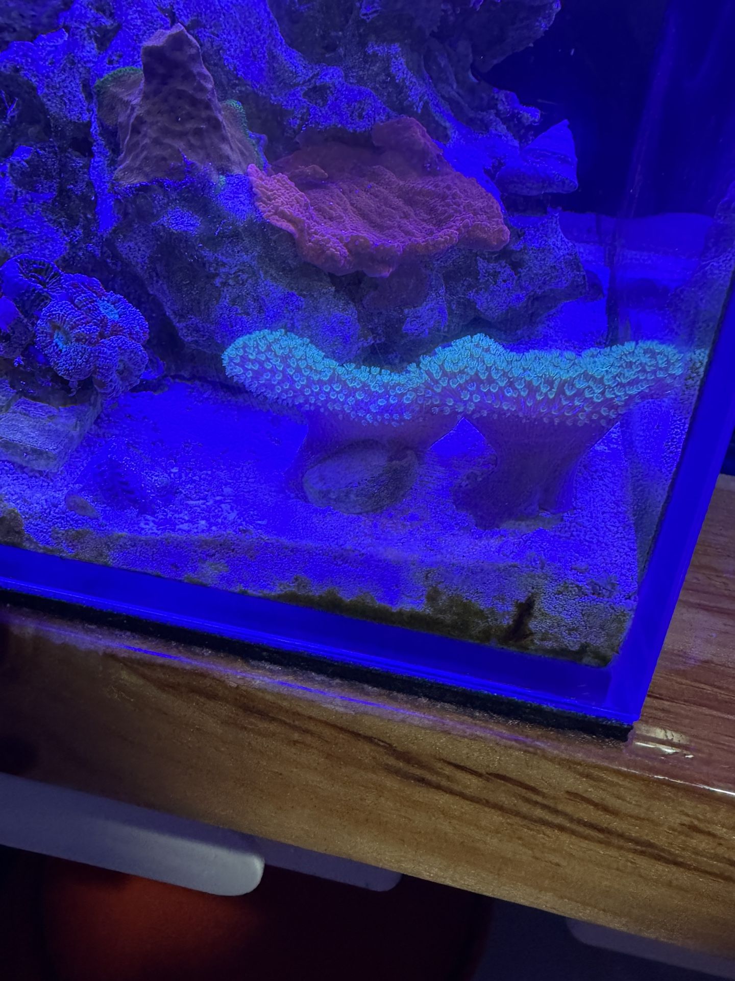 Fake Coral