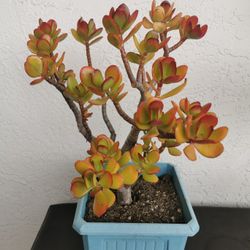 Unique bonsai lucky Jade plant  hybrid akai old money tree 幸运发财树 only 1