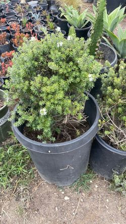 Coastal rosemary ( westringia fruticosa)