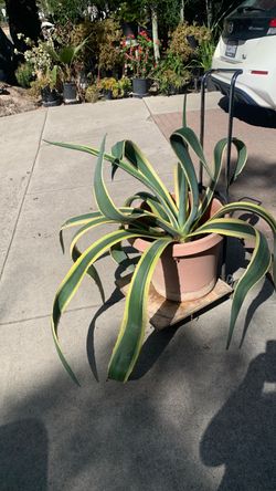 Beautiful plant