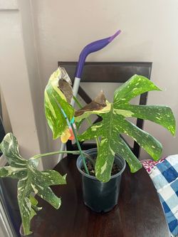 Monstera