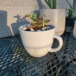 Succulents In Wide Mug
