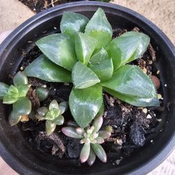Haworthia retusa, Rare Succulent, 4" Pot