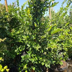 Wax-leaf privet