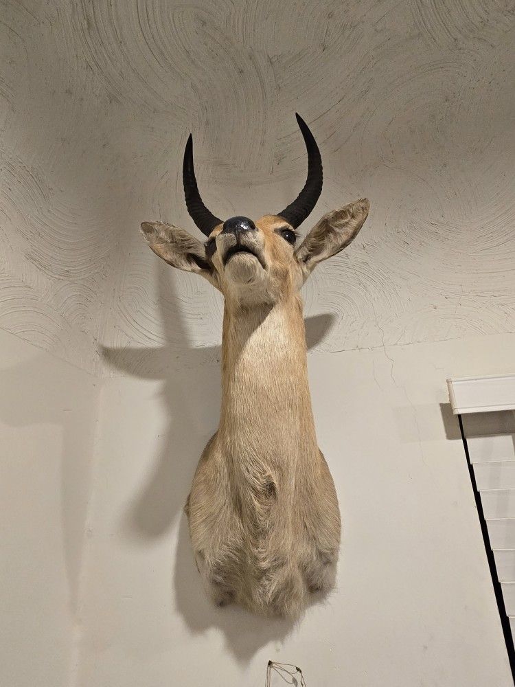 Taxidermy Reedbuck