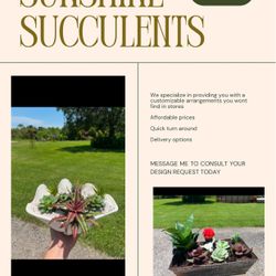 Succulent Arrangements 
