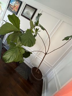 House live plant