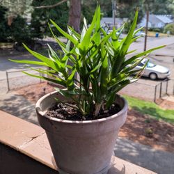 Climbing Aloe 