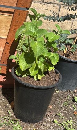 Oregano Orejon