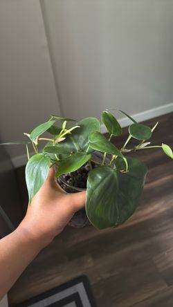 Philodendron in leca