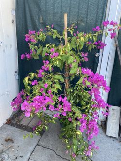 Bougainvillea, Veranera , Camellina Blooming Outdoor Plant, In 5 Gallóns Pot Pick Up Only