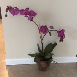 Beautiful Silk Orchid - Pink 