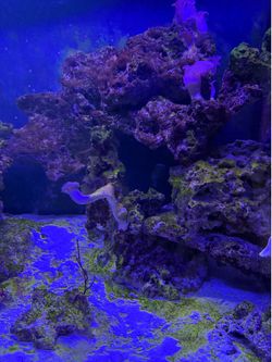 Fiji rock