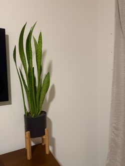 Snake Plant in Black Pot with Wood Stand