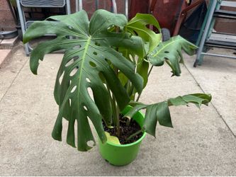 Monstera big leaves