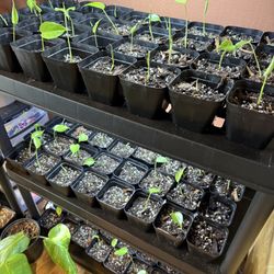 $4 Monstera Deliciosa Plant 