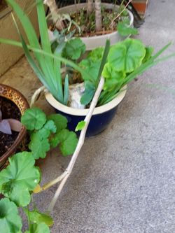 Iris Plant With Gerainium Plant With Oyster Shell