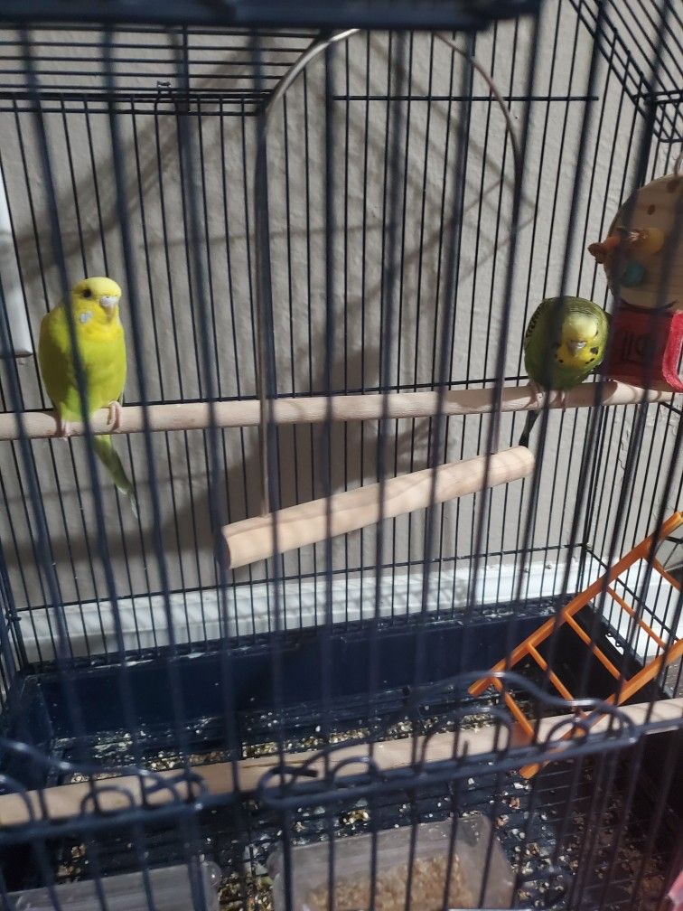 Two Parakeets