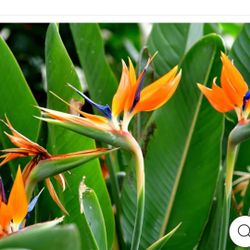 Planta Pajaro Del Paraiso