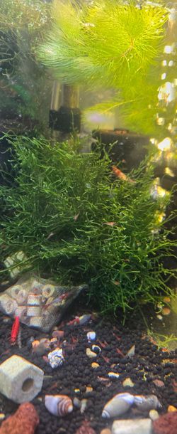 christmas moss for neocaridina shrimp aquarium setup
