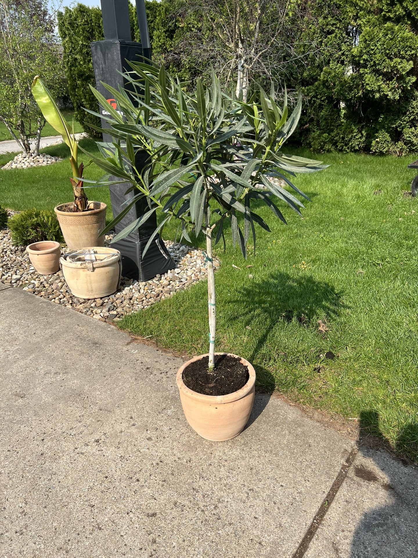 Oleander Topiary In Terracotta Pot