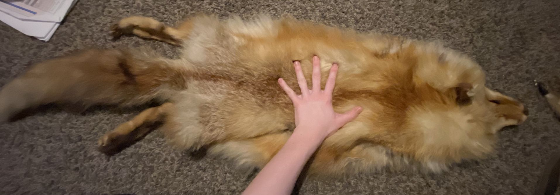 Vintage Red Fox Pelt