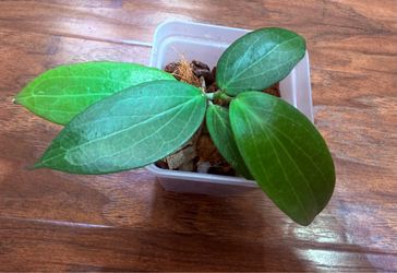 Hoya Nicholsoniae