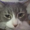 Bosco The Cat