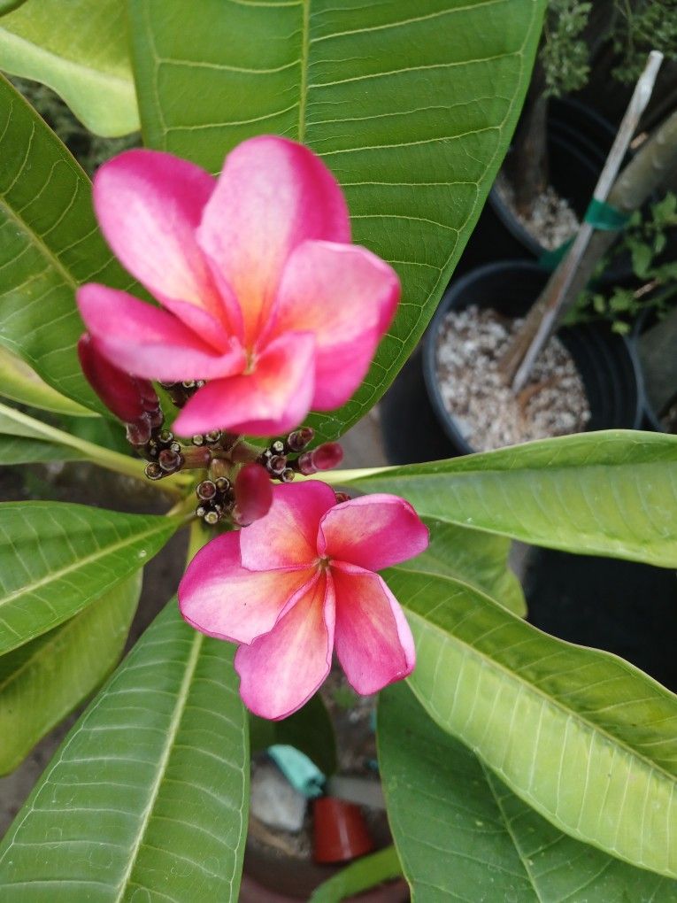 Guillot Sunset Colored plumeria tree.