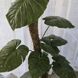 Large PHILODENDRON MAJESTIC. A MASTERPIECE 