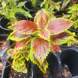 Coleus Plant