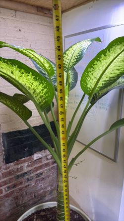Dumb Cane