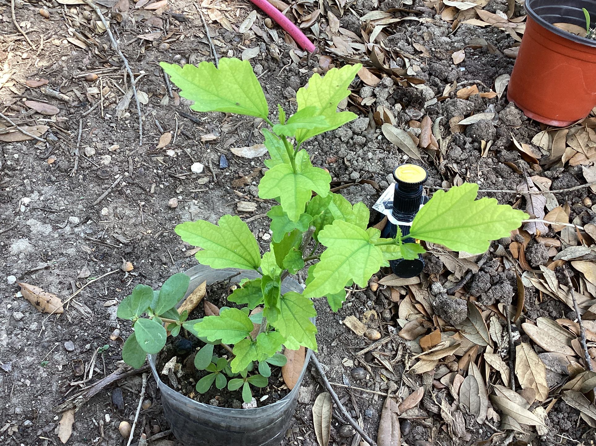 Rose Of Sharon Plant