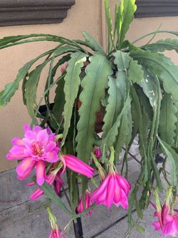 Planta Cactus Corte $ 8 Son Dos Colores