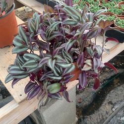 6 In Pot 