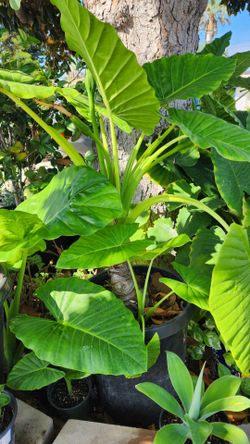 Elephant Ears