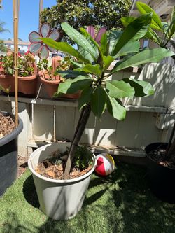 Rooted 3ft plumeria. Unknown color. Located in North Park 92104.