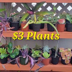 $3 🌿Plants- Succulent, Jade,Cactus