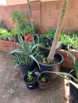 Way Too Many Plants Aloe Vera Elephant food and plenty of others