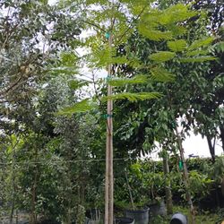Royal Poinciana Tree 10-12ft 🌳