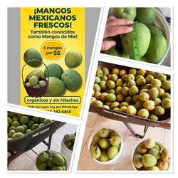 Mangos de Miel, 🥭 Mexicanos orgánicos y sin hilachas