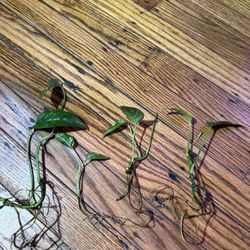 Epipremnum Pinnatum Albo Plant