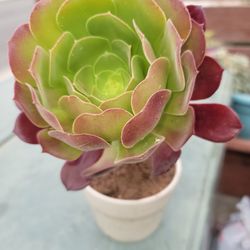 SUCCULENTS 