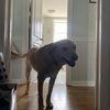 Mr. Sneakkssss